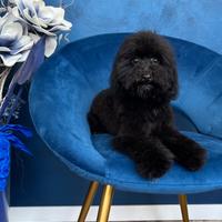 Cucciole di barboncino nere