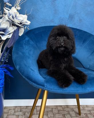 Cucciole di barboncino nere