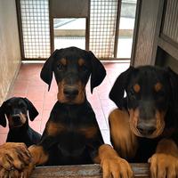 Cucciola di Dobermann di Allevamento Enci