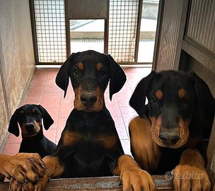 Cucciola di Dobermann di Allevamento Enci