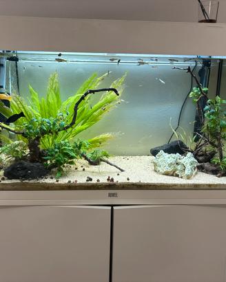 Acquario juwel rio 125