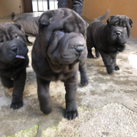 Sharpei