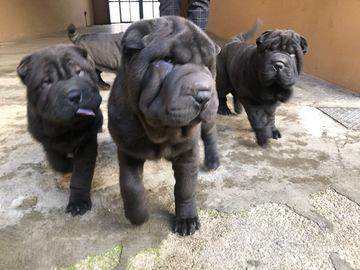 Sharpei