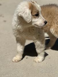 Cucciolo mix border collie pastore
