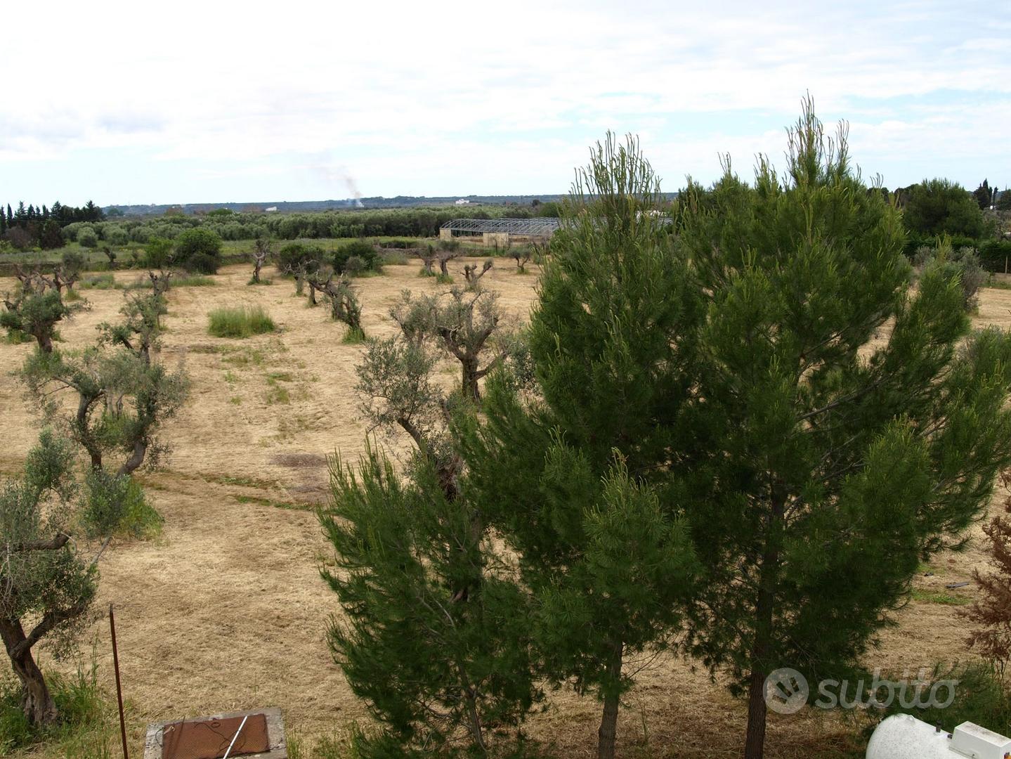 Agro di Gallipoli terreno 22000 Mq - Vista 4