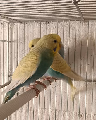 Cocorite vari colori sia femmina che maschi