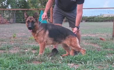 Pastore Tedesco cucciolona con Pedigree