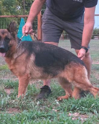 Pastore Tedesco cucciolona con Pedigree