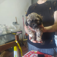 Cuccioli di shih-Poo incrocio Shitzu barboncino