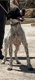 Pointer