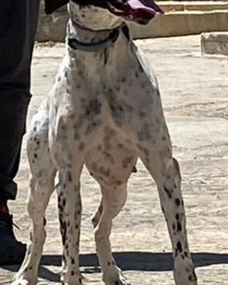 Pointer