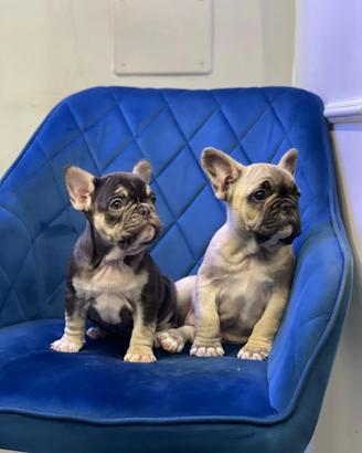 Bulldog Francese cuccioli