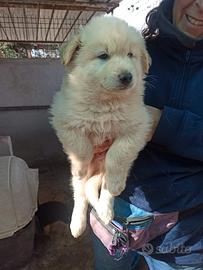 7 cuccioli mix labrador-pastoretedesco in adozion