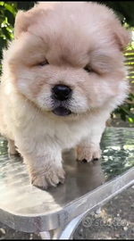 Chow chow con pedigree