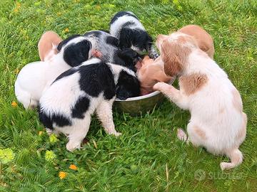 Cuccioli di Breton