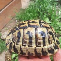 Tartaruga