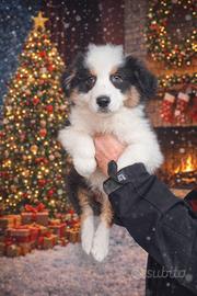 Australian shepherd/pastore australiano