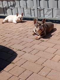 Bulldog francese