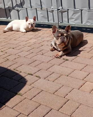 Bulldog francese