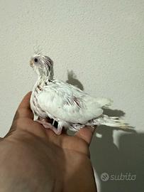 Pappagalli Calopsite