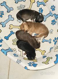 3 chihuahua pl disponibili alla prenotazione