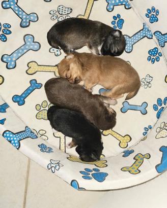 3 chihuahua pl disponibili alla prenotazione