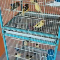 Gloster annate 24/25