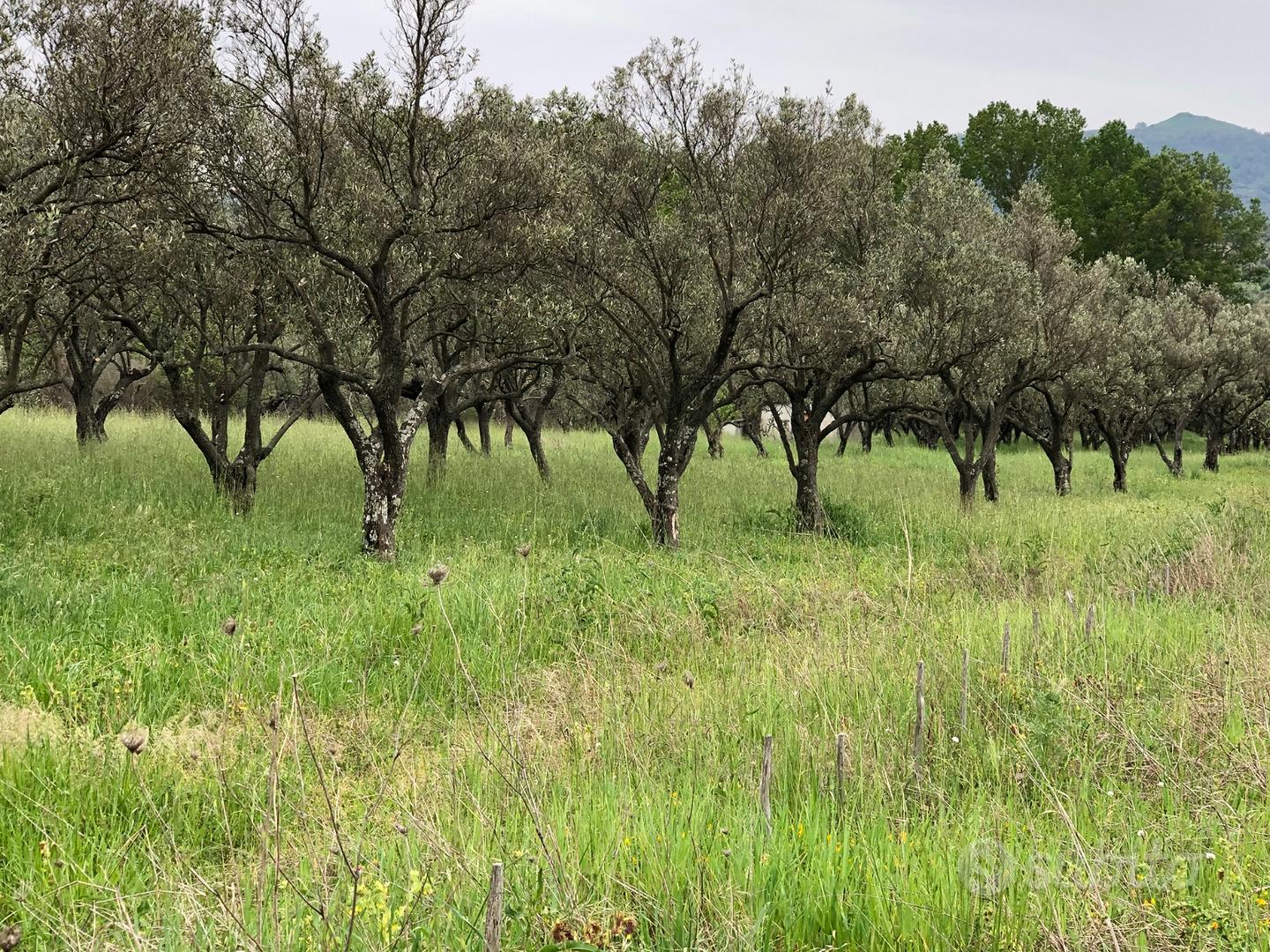 Terreno Agricolo - Vista 2