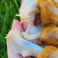 Chiocciole giganti africane