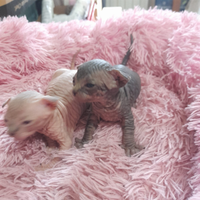 Livorno Toscana Canadian Sphynx