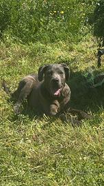 Cane corso
