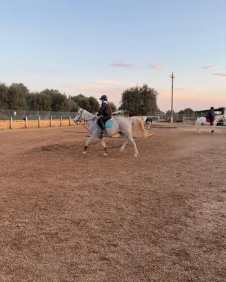 Cavallo/doppio pony