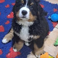 Cuccioli di Bovaro del Bernese