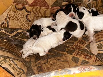 jack russel terrier (pelo lungo)