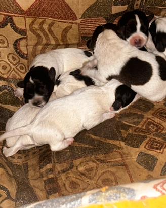 jack russel terrier (pelo lungo)