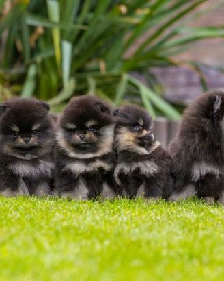 Spitz di pomerania Black&Tan cuccioli TOY