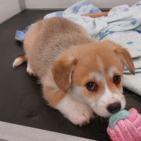 Welsh Corgi Pembroke