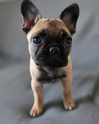 Cucciola bulldog francese