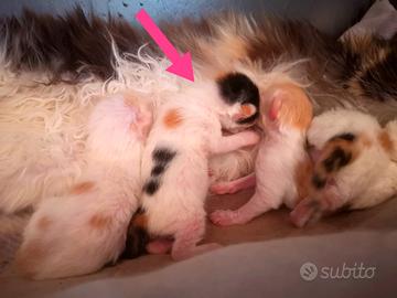 Cuccioli Maine Coon
