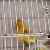 Cocorita