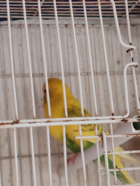 Cocorita
