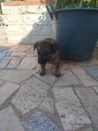 Disponibili cuccioli di malinois
