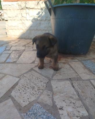 Disponibili cuccioli di malinois