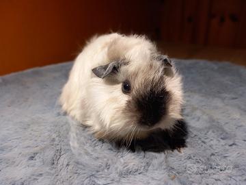 Cavie di razza peruviana e alpaca