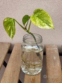 Pothos vaso decorativo con radici in acqua