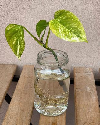 Pothos vaso decorativo con radici in acqua