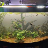 acquario con mobile 