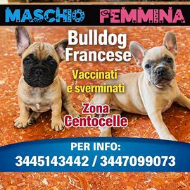 Bulldog Francesi