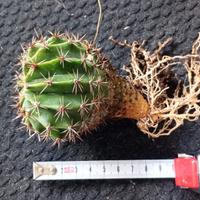 Pianta grassa Echinopsis rosata