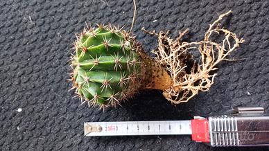 Pianta grassa Echinopsis rosata